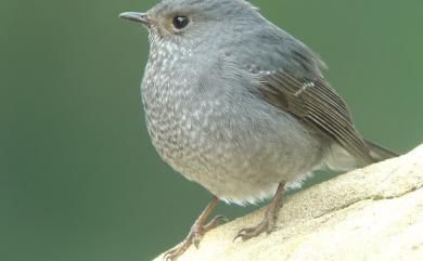 Phoenicurus fuliginosus affinis (Ogilvie-Grant, 1906) 鉛色水鶇(台灣亞種)