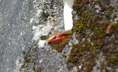 Plestiodon elegans (Boulenger, 1887) 麗紋石龍子