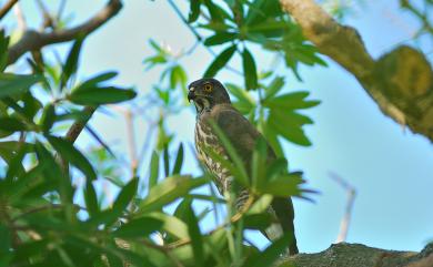 Accipiter trivirgatus formosae 鳳頭蒼鷹