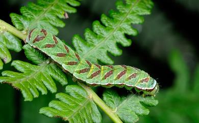 Callopistria placodoides (Guenée, 1852) 紅棕散紋夜蛾