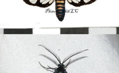Piarosoma fushan Owada & Shih, 2022 福山透翅碩斑蛾