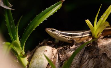 Eutropis cumingi (Brown & Alcala, 1980) 庫氏真稜蜥