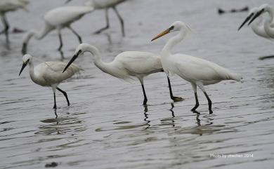 Egretta eulophotes (Swinhoe, 1860) 唐白鷺