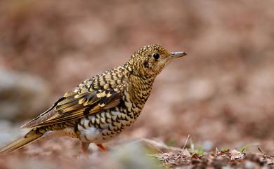 Zoothera aurea toratugumi 白氏地鶇