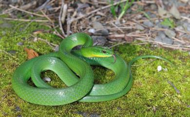 Cyclophiops major (Günther, 1858) 青蛇