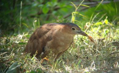 Gorsachius melanolophus (Raffles, 1822) 黑冠麻鷺