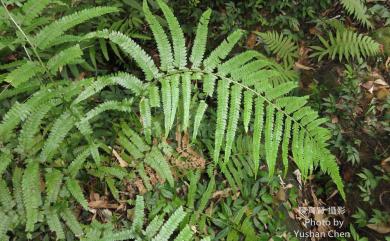 Microlepia strigosa (Thunb.) C.Presl 粗毛鱗蓋蕨