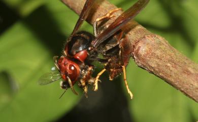 Vespa velutina Lepeletier, 1836 黃腳虎頭蜂