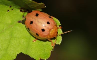 Oides decempunctata (Billberg, 1808) 十星偽瓢螢金花蟲