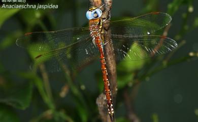 Anaciaeschna jaspidea (Burmeister, 1839) 碧翠晏蜓