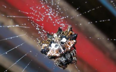 Thelacantha brevispina (Doleschall, 1857) 短棘蛛