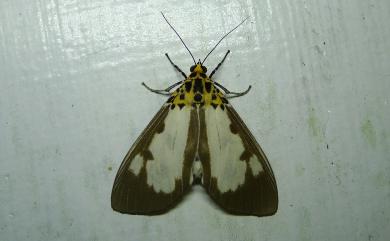 Asota plana lacteata 長斑擬燈蛾