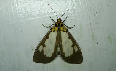 Asota plana lacteata (Butler, 1881) 長斑擬燈蛾