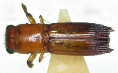 Crossotarsus externedentatus (Fairmaire, 1849) 外齒截尾長小蠹