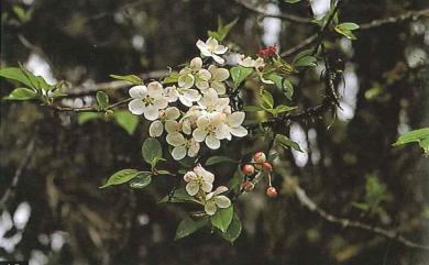 Malus hupehensis (Pamp.) Rehder 湖北海棠