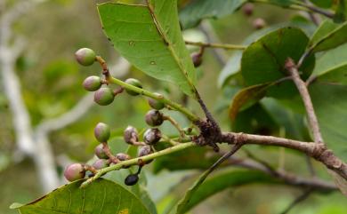 Buchanania arborescens 山羨子