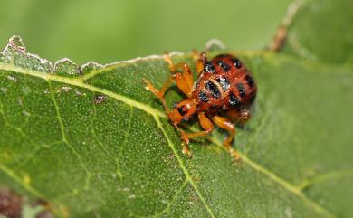 Agomadaranus pardaloides (Voss, 1924)