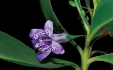 Myoporum bontioides (Siebold & Zucc.) A. Gray 苦藍盤