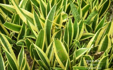 Sansevieria trifasciata 虎尾蘭