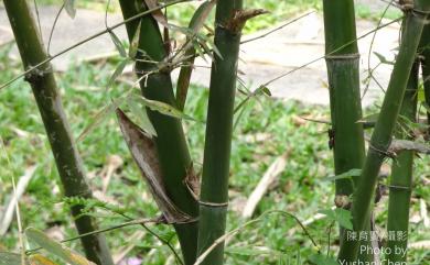 Dendrocalamus strictus (Roxb.) Nees 印度實竹