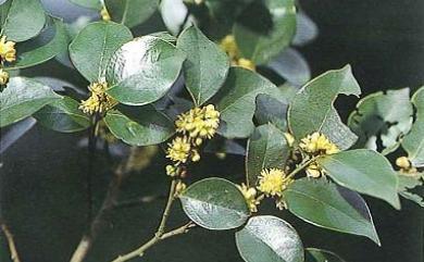 Lindera akoensis 內苳子