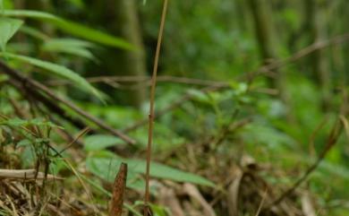 Gastrodia gracilis Blume 細赤箭