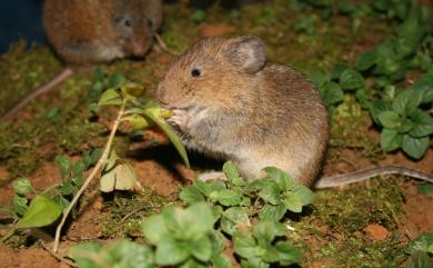 Microtus kikuchii (Kuroda, 1920) 臺灣高山田鼠