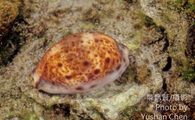 Cypraea lynx Linnaeus, 1758 山貓寶螺