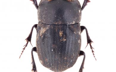 Paracopris cariniceps (Felsche, 1910) 條腳蜣螂