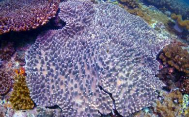 Sinularia ceramensis Verseveldt, 1977 光滑指形軟珊瑚