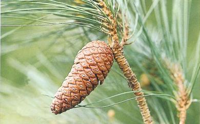 Pinus massoniana 馬尾松