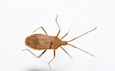 Homoeocerus unipunctatus (Thunberg, 1783) 一點同緣椿象