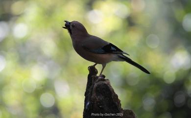 Garrulus glandarius taivanus Gould, 1863 松鴉