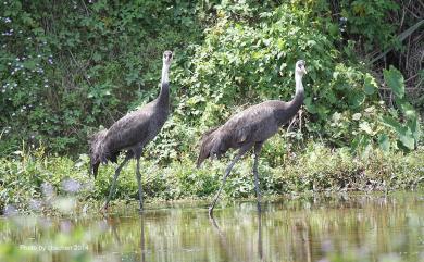 Grus monacha Temminck, 1835 白頭鶴