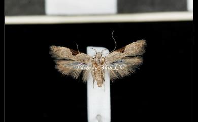 Anarsia isogona Meyrick, 1913