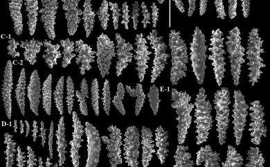 Litophyton cupressiformis (Kükenthal, 1903) 柏形錦花軟珊瑚
