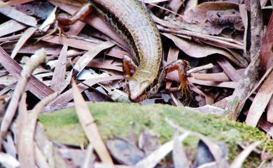 Sphenomorphus indicus Gray, 1853 印度蜓蜥