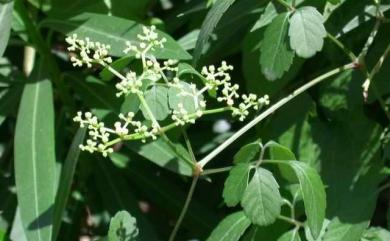 Cayratia japonica (Thunb.) Gagnep. 虎葛
