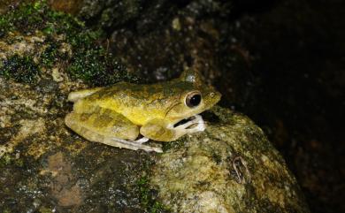 Buergeria robusta (Boulenger, 1909) 褐樹蛙