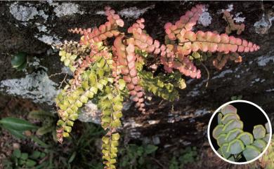 Adiantum flabellulatum L. 扇葉鐵線蕨