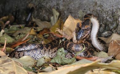 Lycodon rufozonatus Cantor, 1842 紅斑蛇