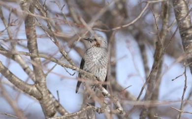 Hypsipetes amaurotis amaurotis (Temminck, 1830) 棕耳鵯(日本亞種)