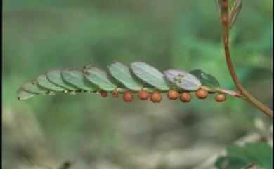 Phyllanthus hookeri 疣果葉下珠