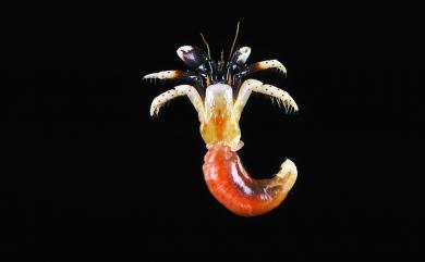 Calcinus morgani Rahayu & Forest, 1999 摩氏硬殼寄居蟹