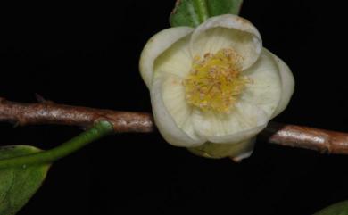 Camellia formosensis 臺灣山茶