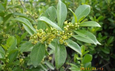 Gymnema sylvestre 武靴藤