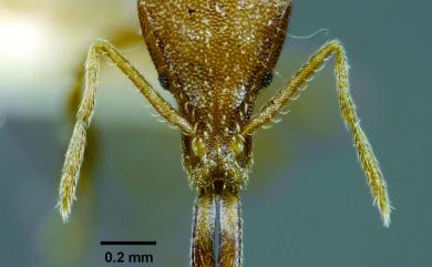Strumigenys formosensis Forel, 1912 蓬萊瘤顎家蟻