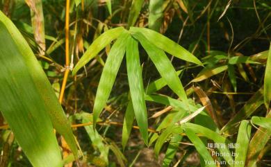 Bambusa stenostachya 刺竹