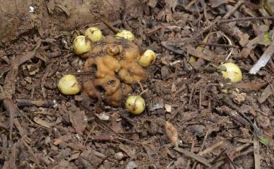 Balanophora fungosa J.R.Forst. & G.Forst. 粗穗蛇菰