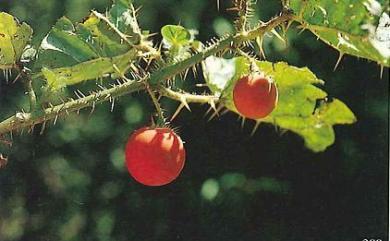 Solanum capsicoides 刺茄